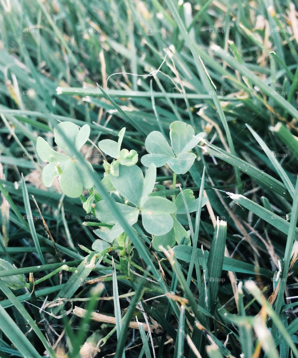 Close up of small green clovers hidden in the long grass. 