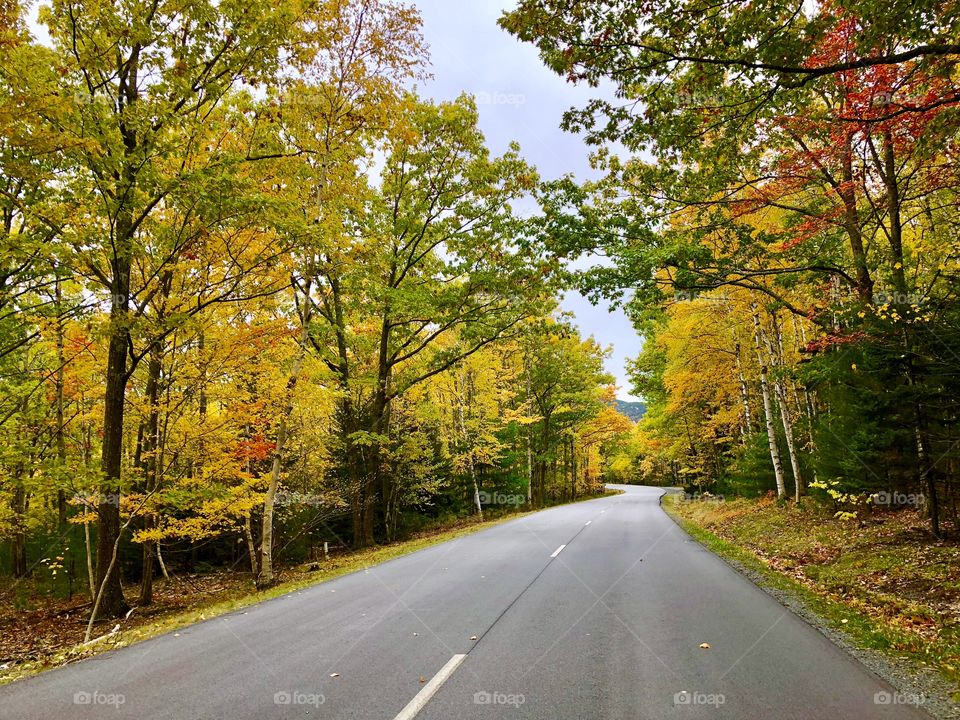 Autumn Road (straight)