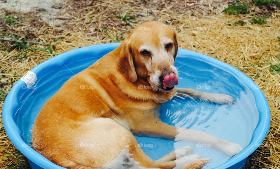 Noble dog in his small pool
