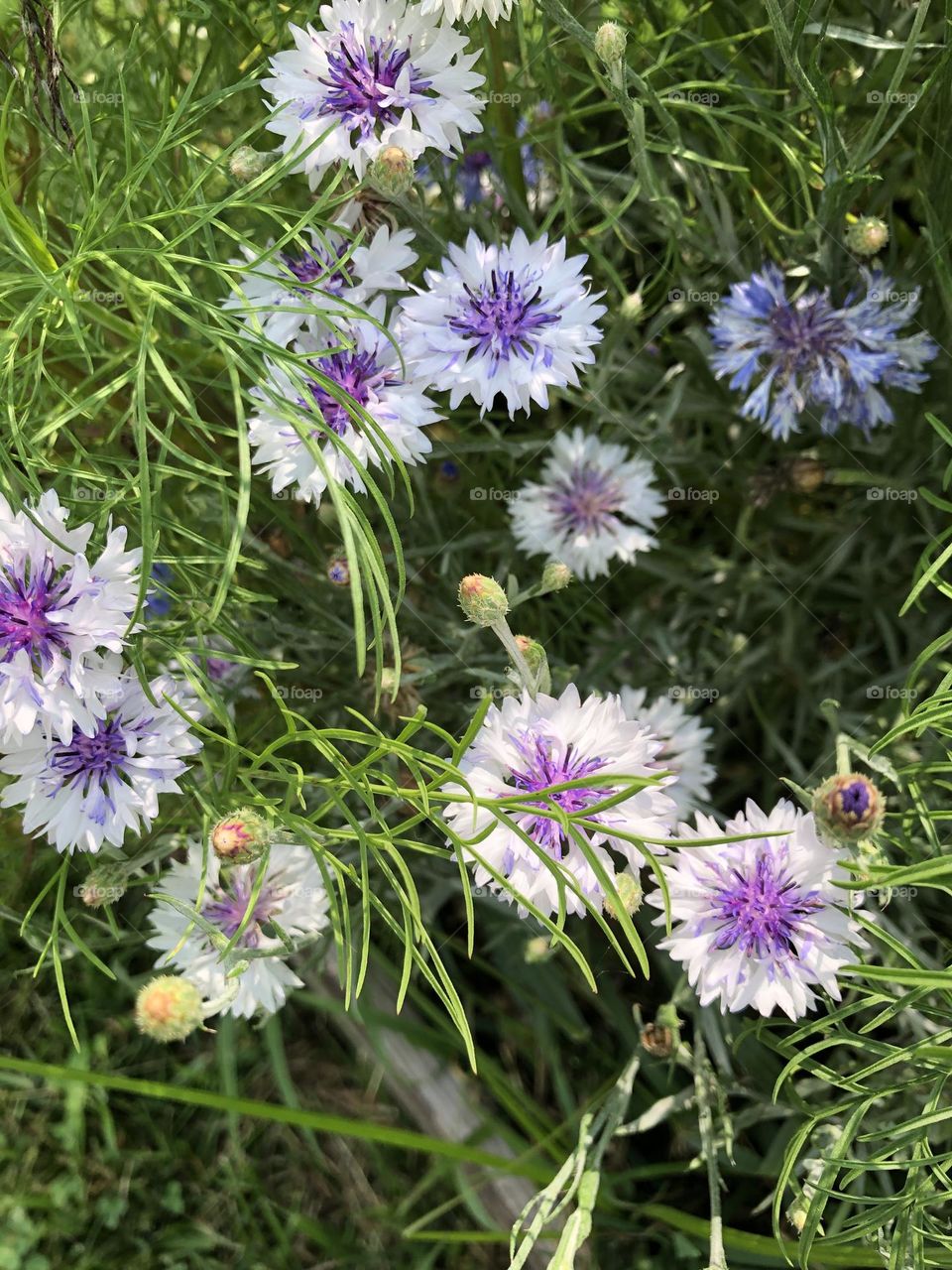 Purple flowers 