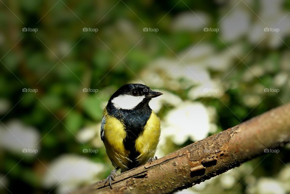 great tit