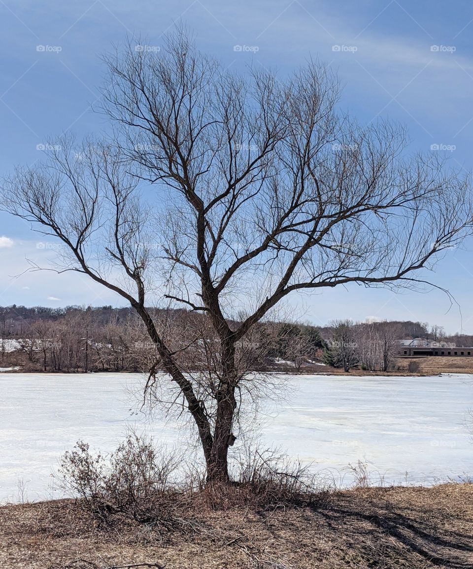 Tree branches reaching to the sky