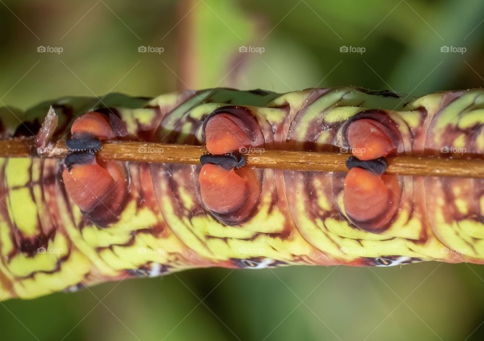 Six red prolegs or false legs of a banded sphinx moth caterpillar clinging to a twig. Raleigh, North Carolina. 