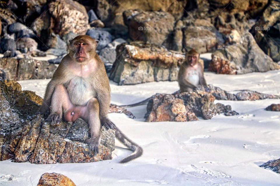 Two monkies hanging out on Monkey beach in Thailand.