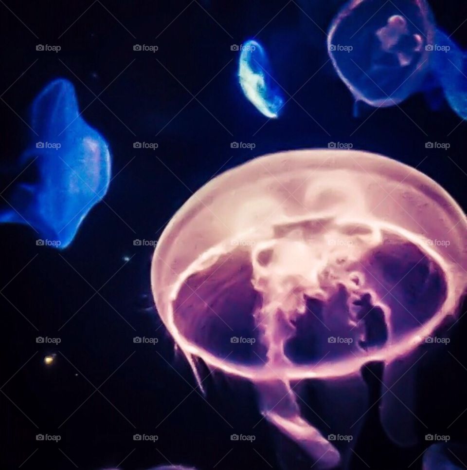 Moon Jellies (Aurelia aurita)