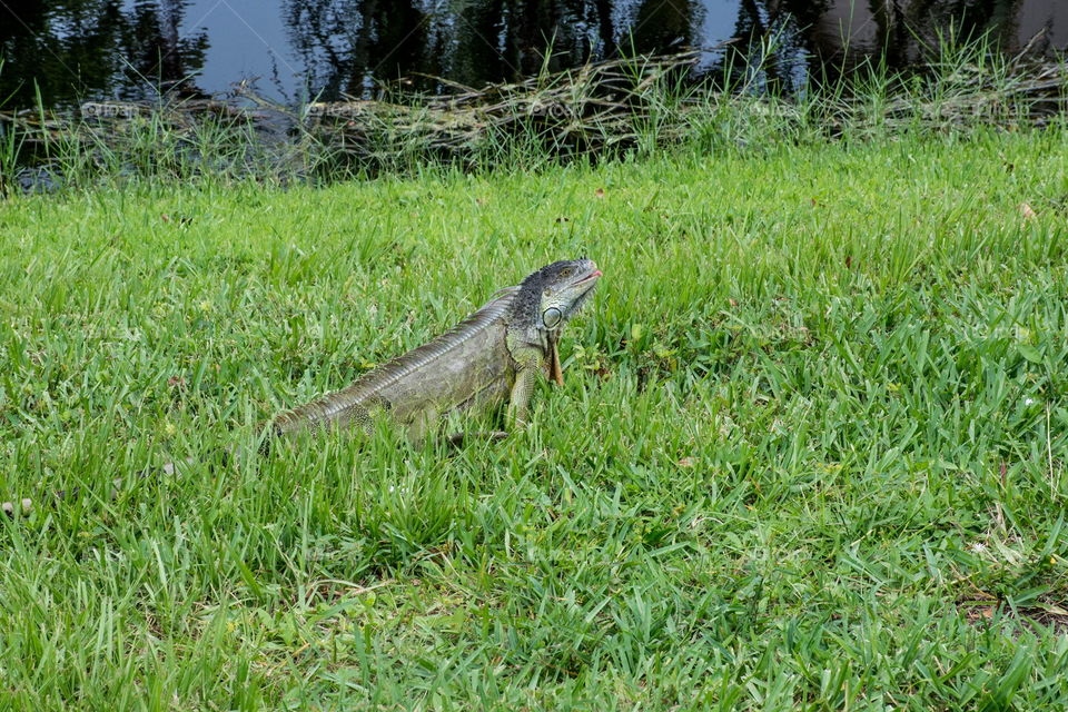 Florida living iguana style 