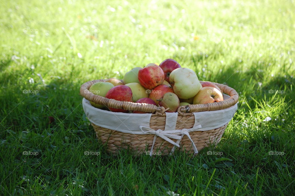 A basket of apples from the garden
