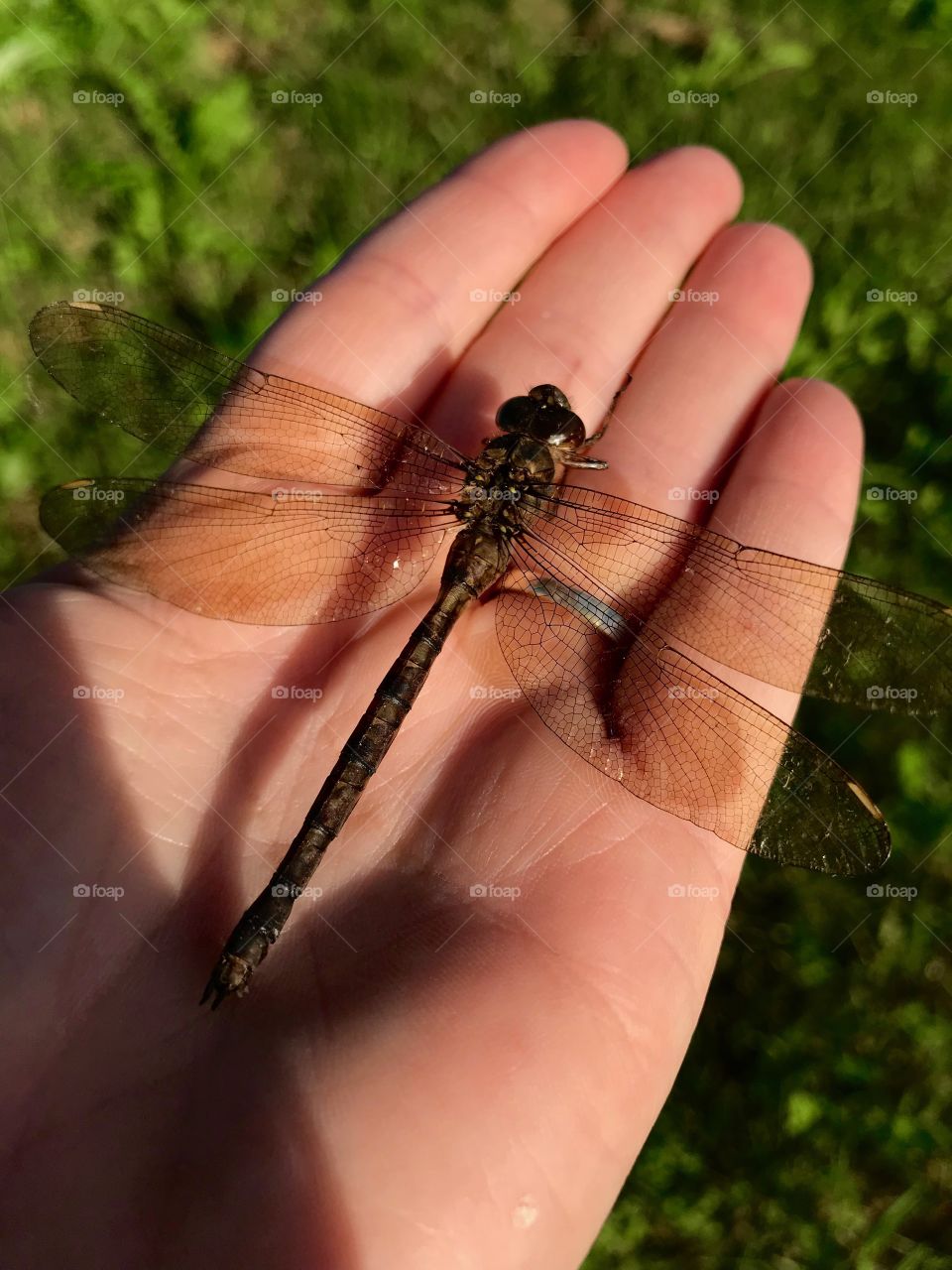 Dragonfly in my hand