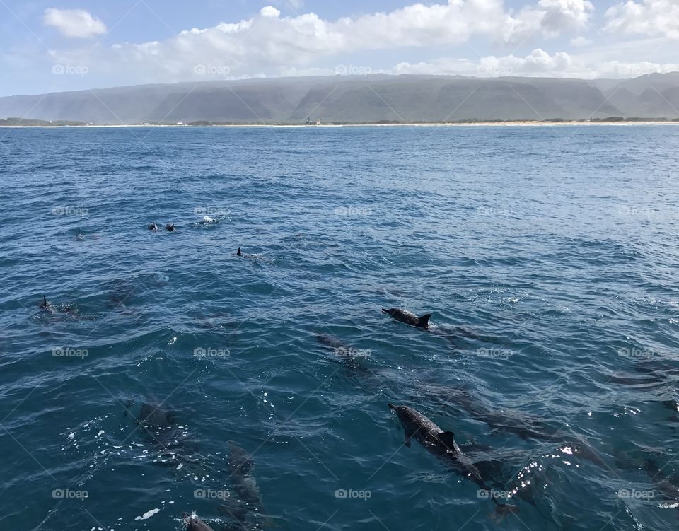 Dolphins in water