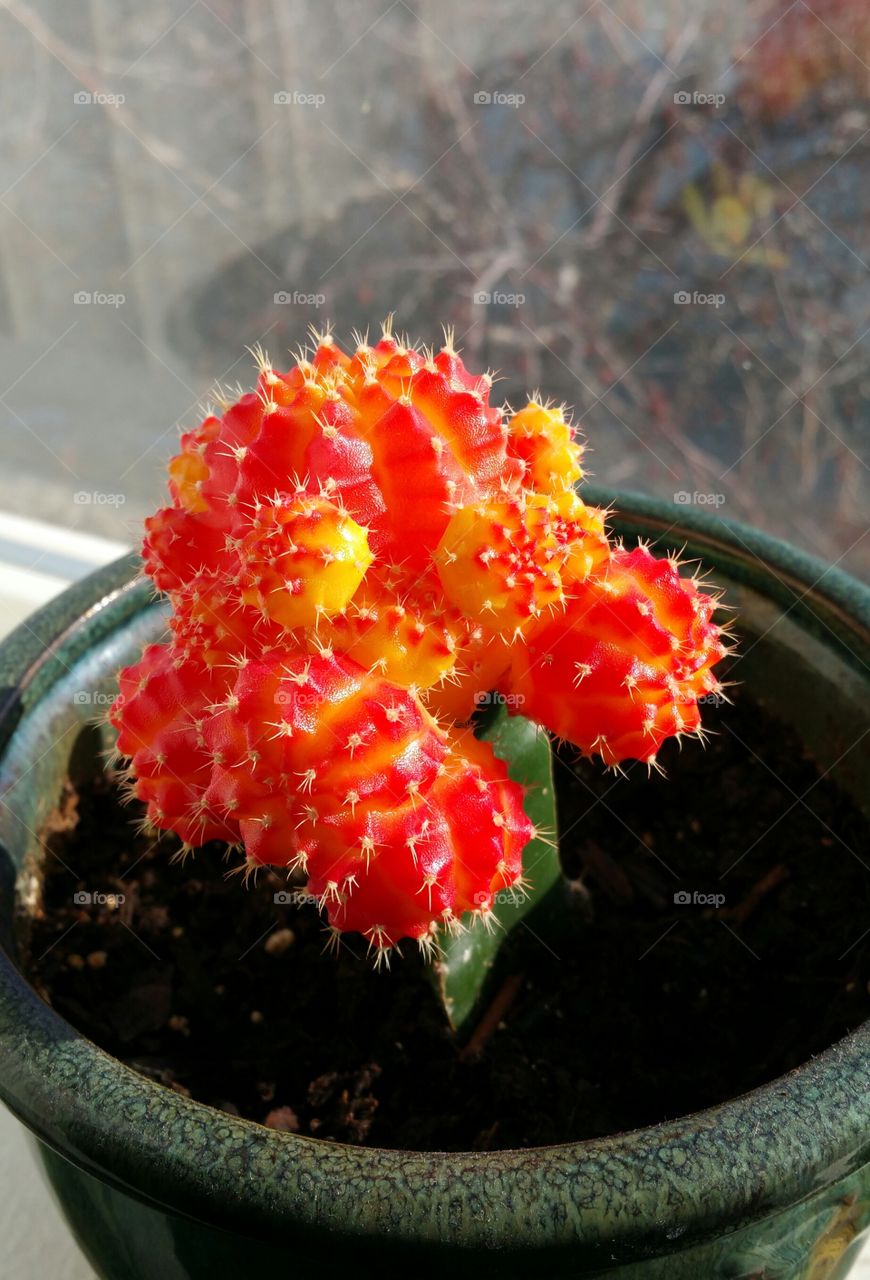 cactus