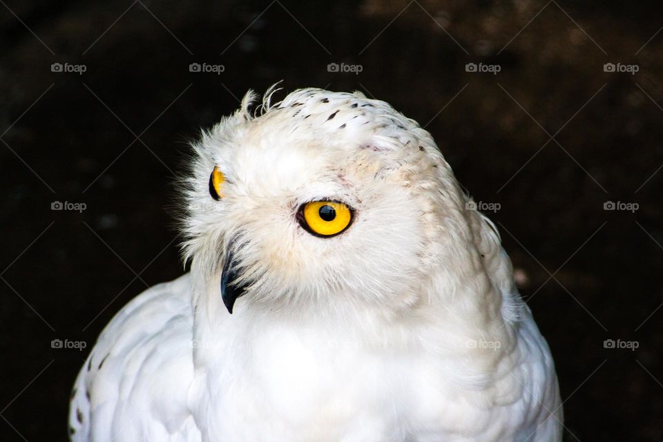 Close-up of a white owl with striking yellow eyes