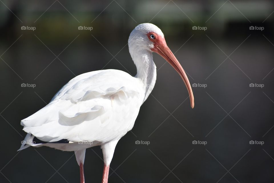 Closeup of ibis perched waterfront at the nature preserve, blurred background.