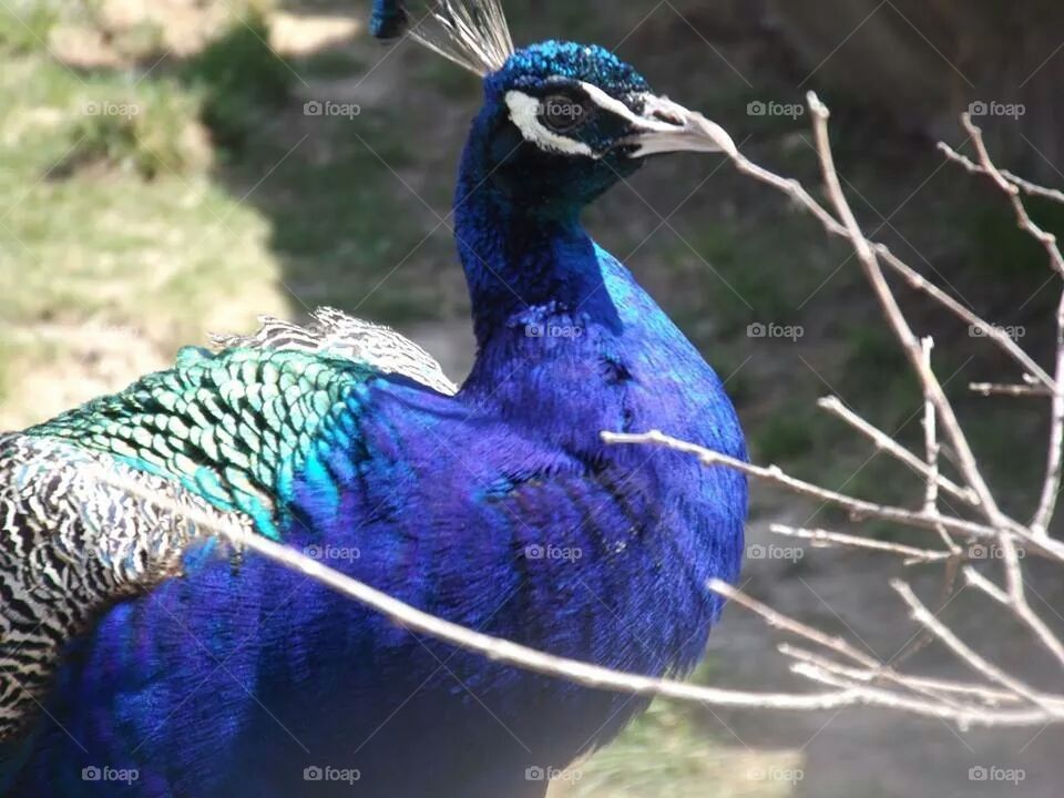 peacock