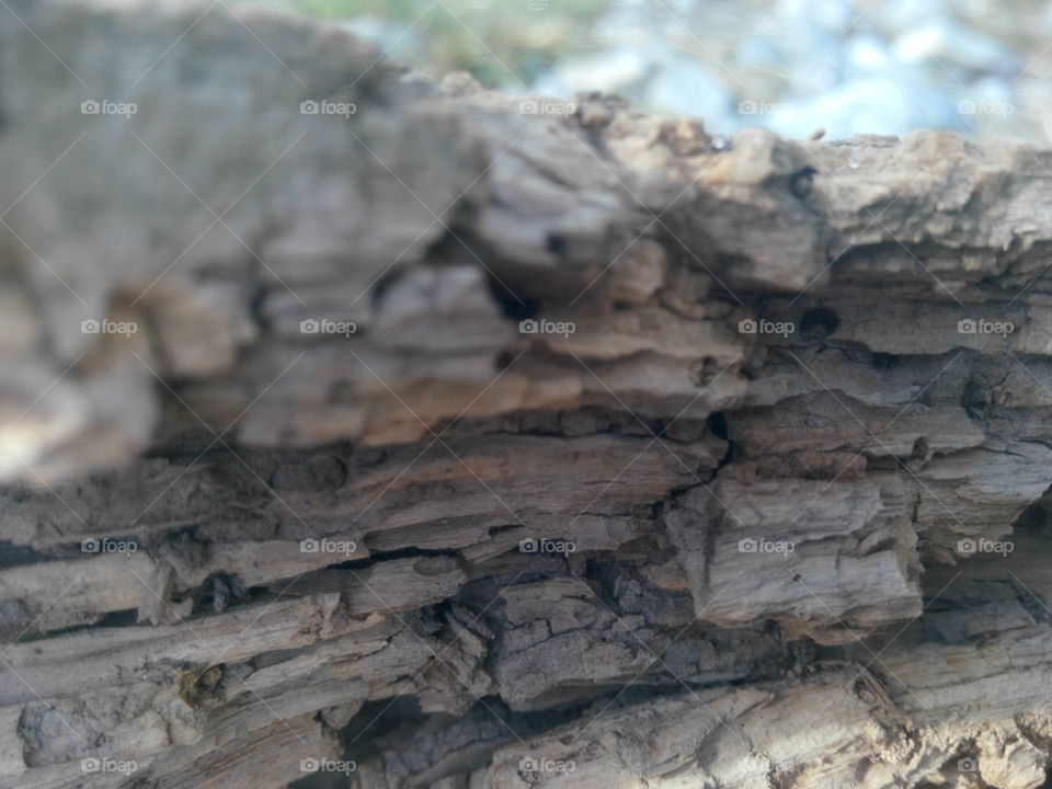 Wooden texture. Resplendent aged wood