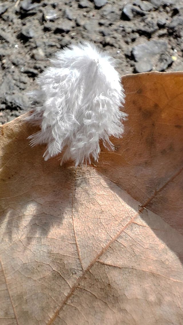flake on the leaf