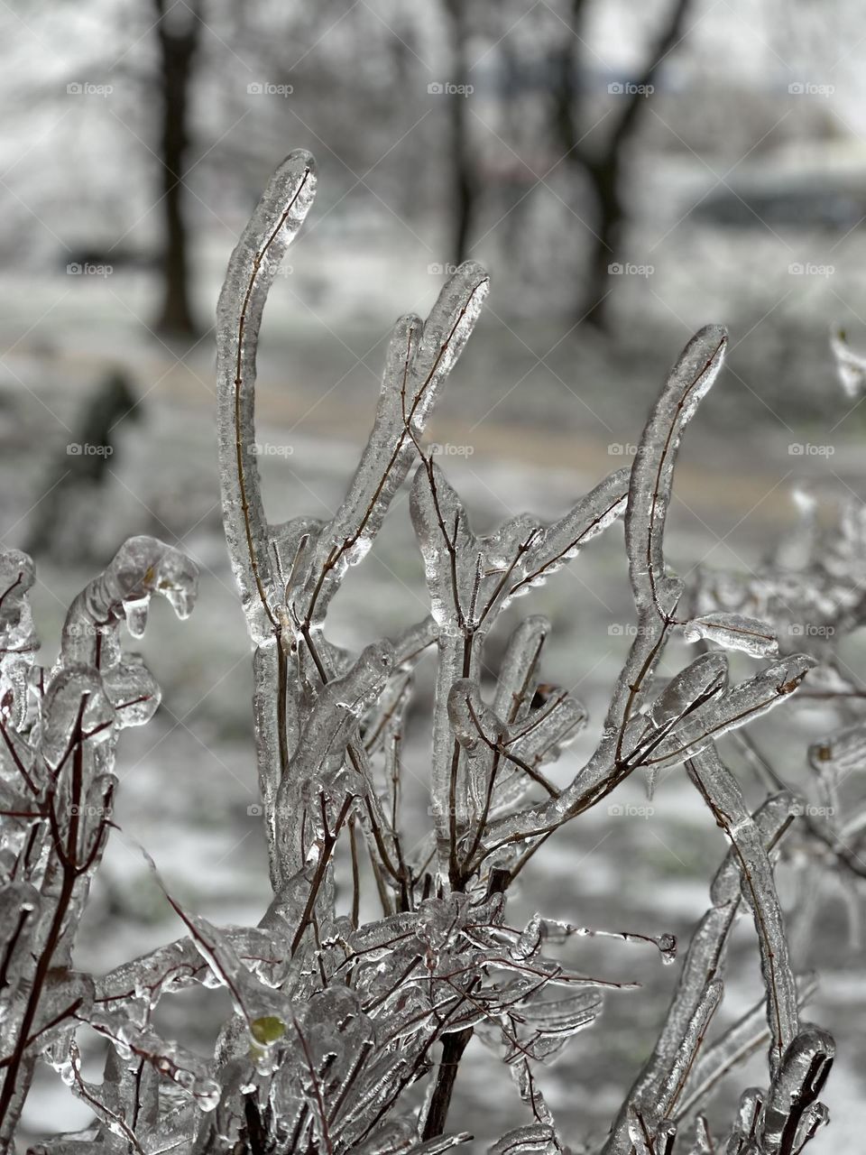 Bush covered with ice glaze 