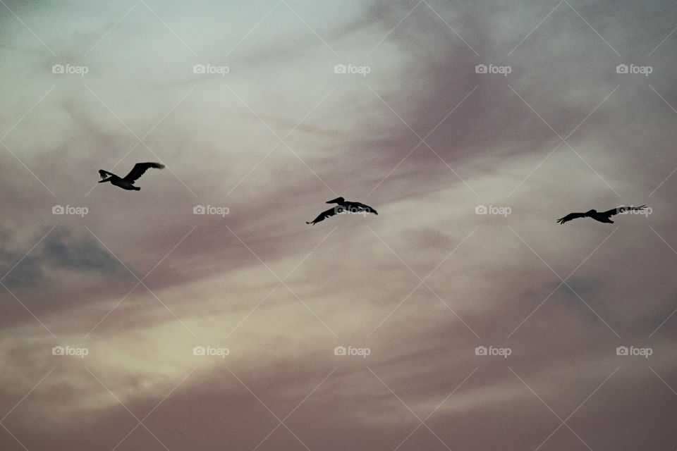 pelicans flying over harbor town