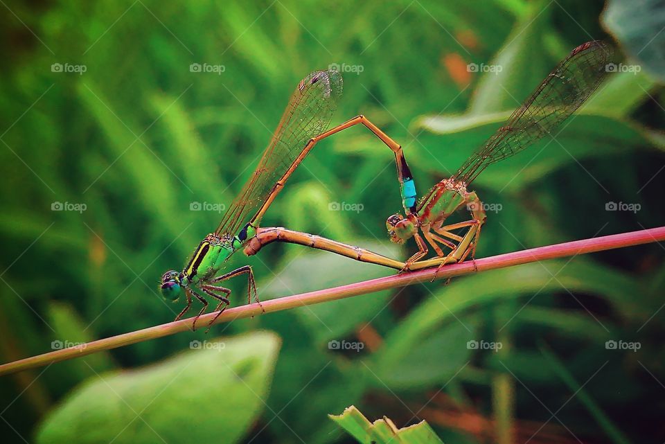 The Mating Of Dragonfly