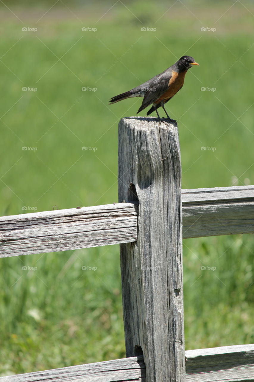 Bird on crooked fence post