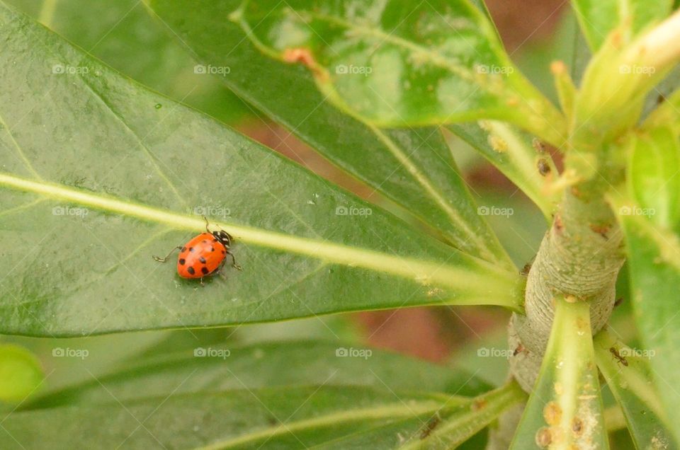 Lady bug in a leaf.  