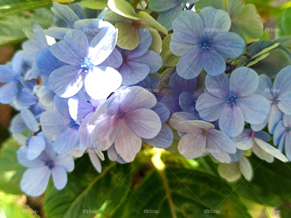 Blue flowers on the park