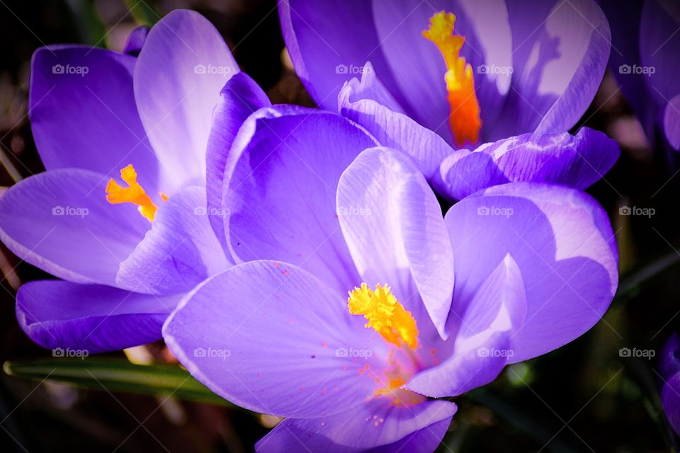 Close-up of flowers