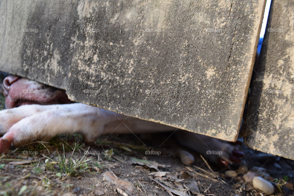 If I could just fit through, I can escape