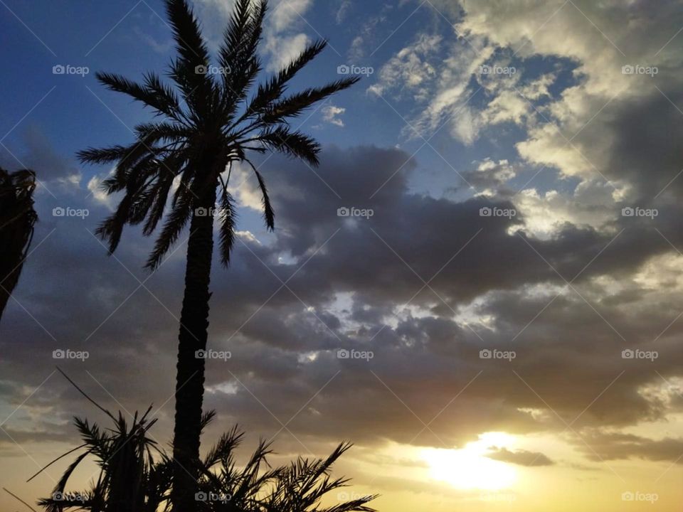 Palm trees and beautiful sunset.