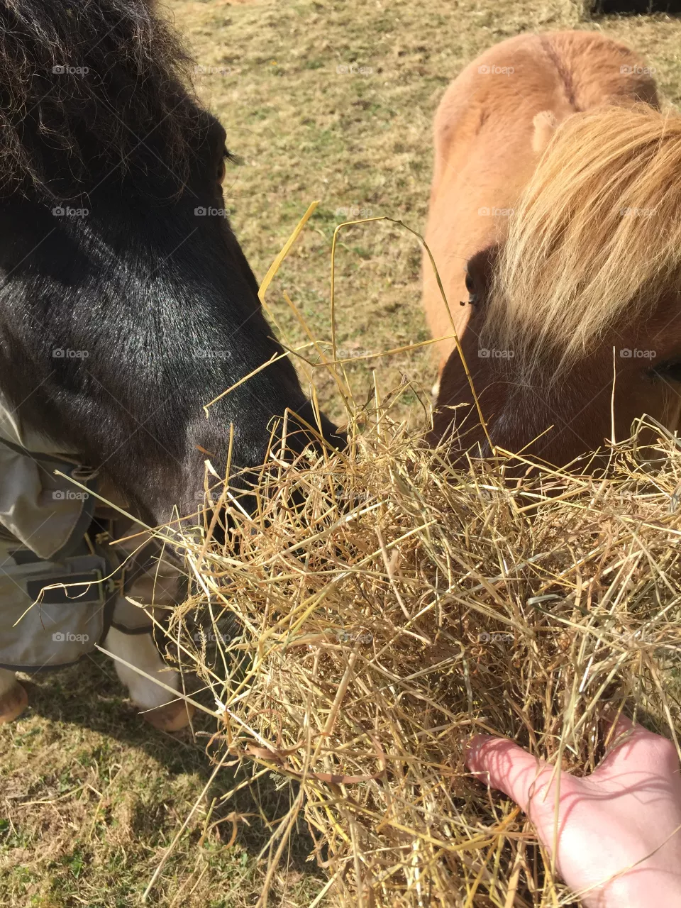 Mini pony 🥰