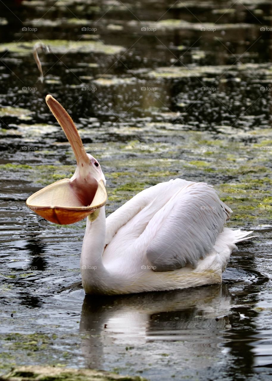 The pelican is catching a fish in his beak