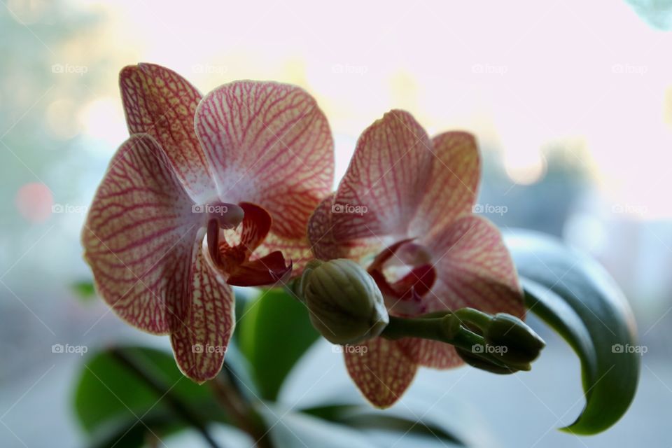 Orchid