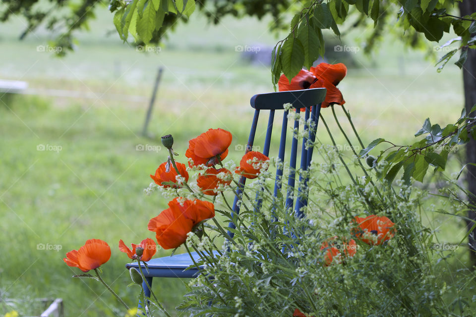 red poppy and blue chair