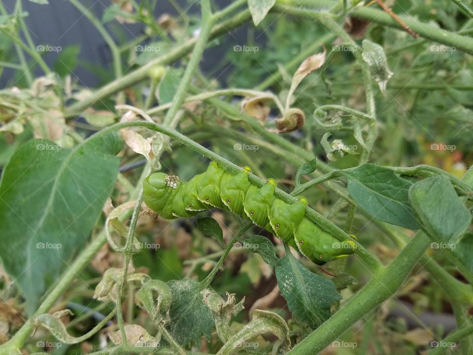 tomatoe horned worm on my tomato plant