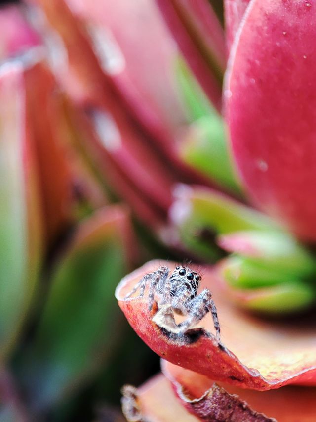Jumping Spider on a succulent plant
