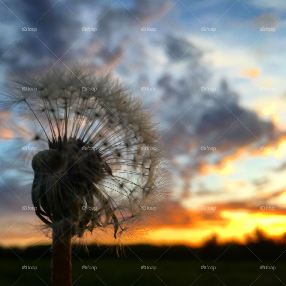 Dandelion seeds