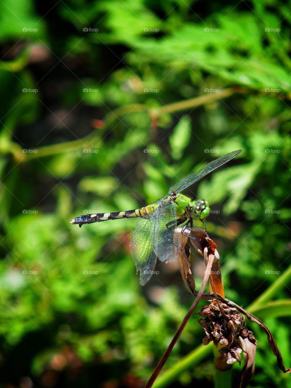 Dragonfly on flower