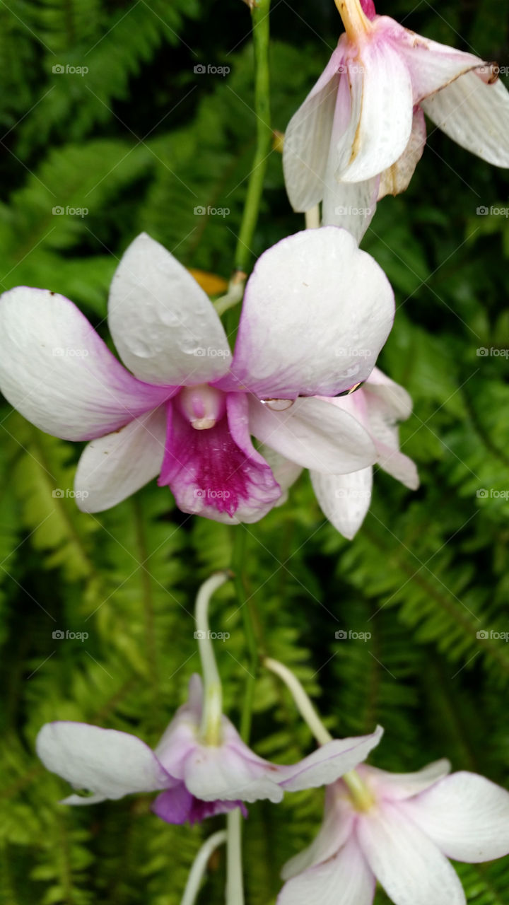 Hanging Orchid. Orchids after the rain in Bangkok,  Thailand
