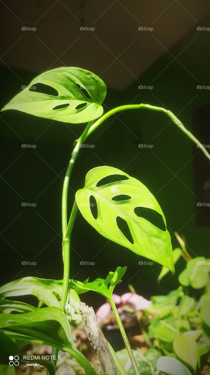 Monstera adansonii branches reaching out for a support in the mid day sun.