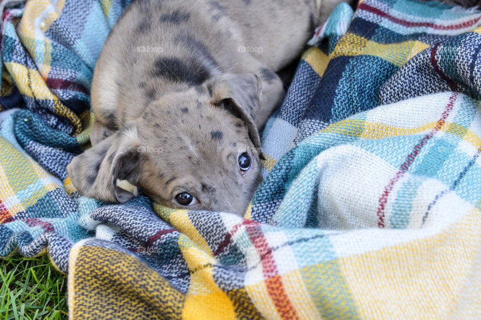 Young puppy snuggled in a blanket outdoors