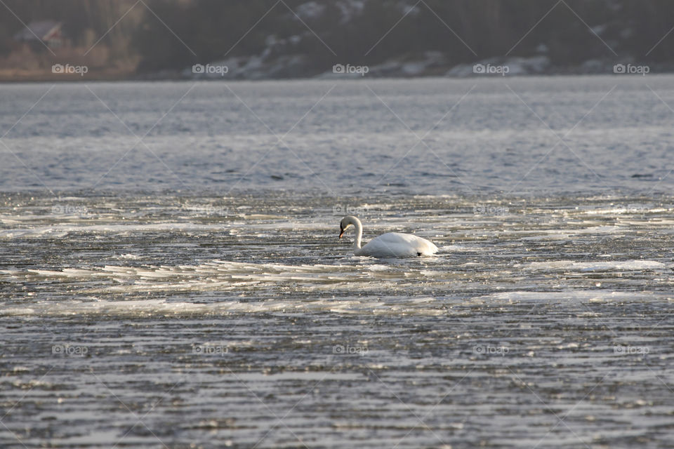 Beautiful white swan swimming in icy water on a cold winter day by the sea , Sweden - en vacker vit svan simmar bland is och vatten i havet en kall vinterdag , västkusten Sverige 