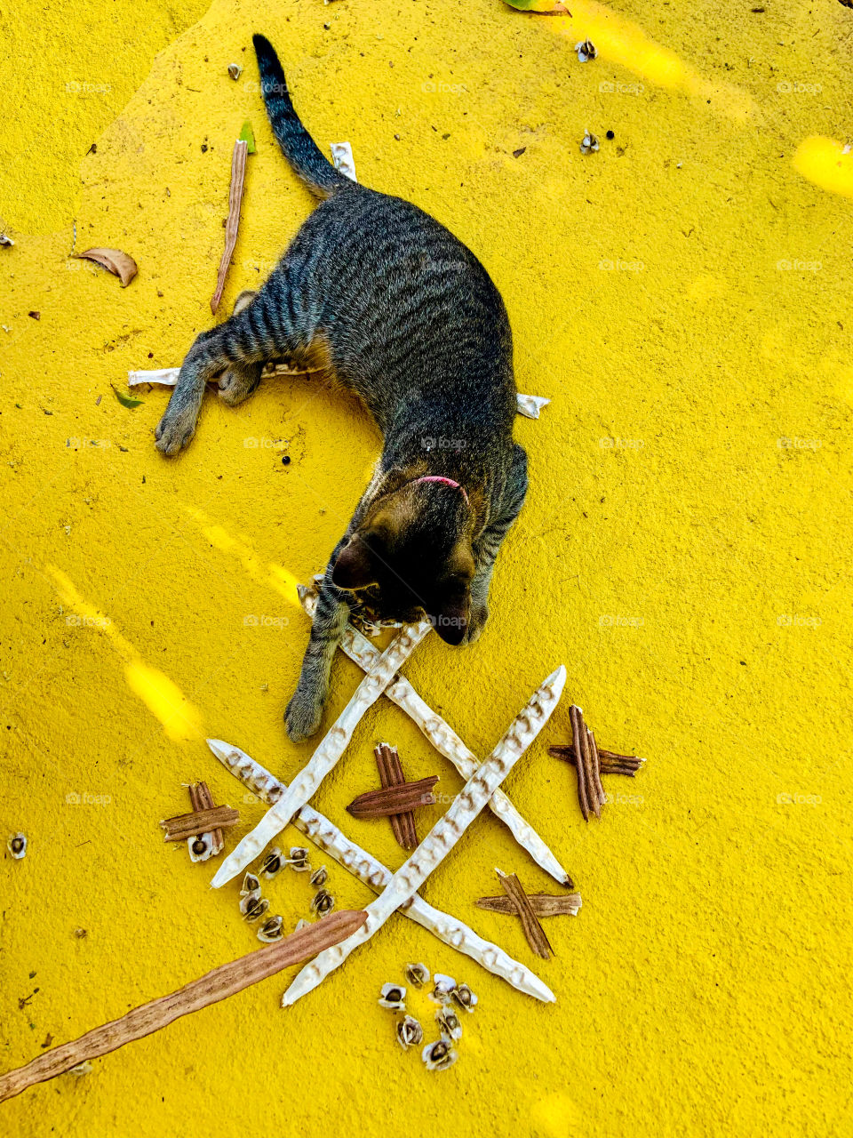 Cat Playing tris game on yellow background 