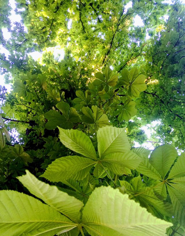 trees
