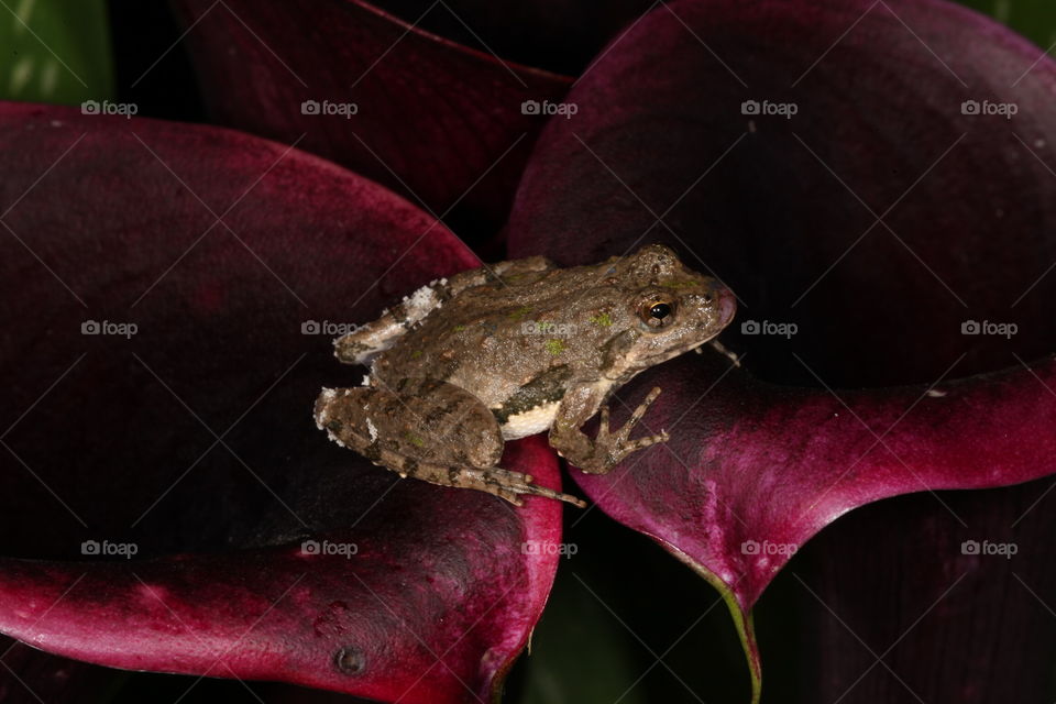 Cricket Frog on purple Lily. This is a macro photograph of a Cricket Frog on a purple Calla Lily flower.