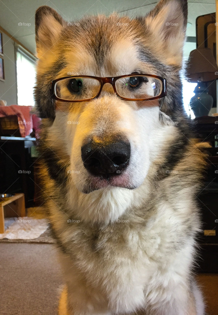 Alaskan Malamute wearing glasses