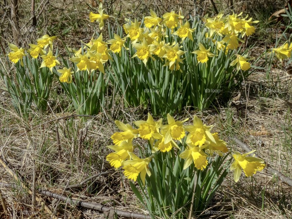 Daffodils