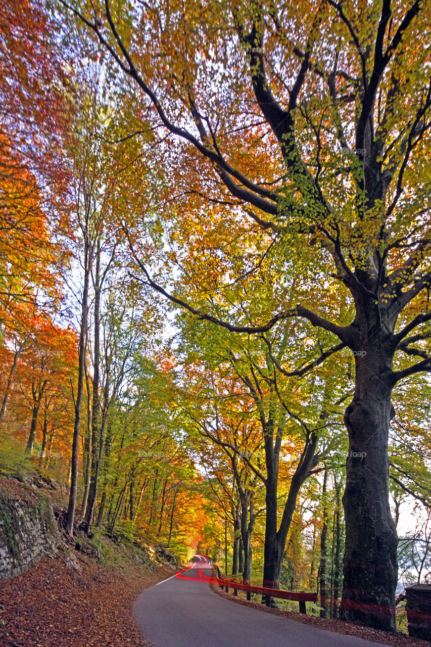 Red trails of cars in transit on a road through a forest of trees painted in warm autumn colors.