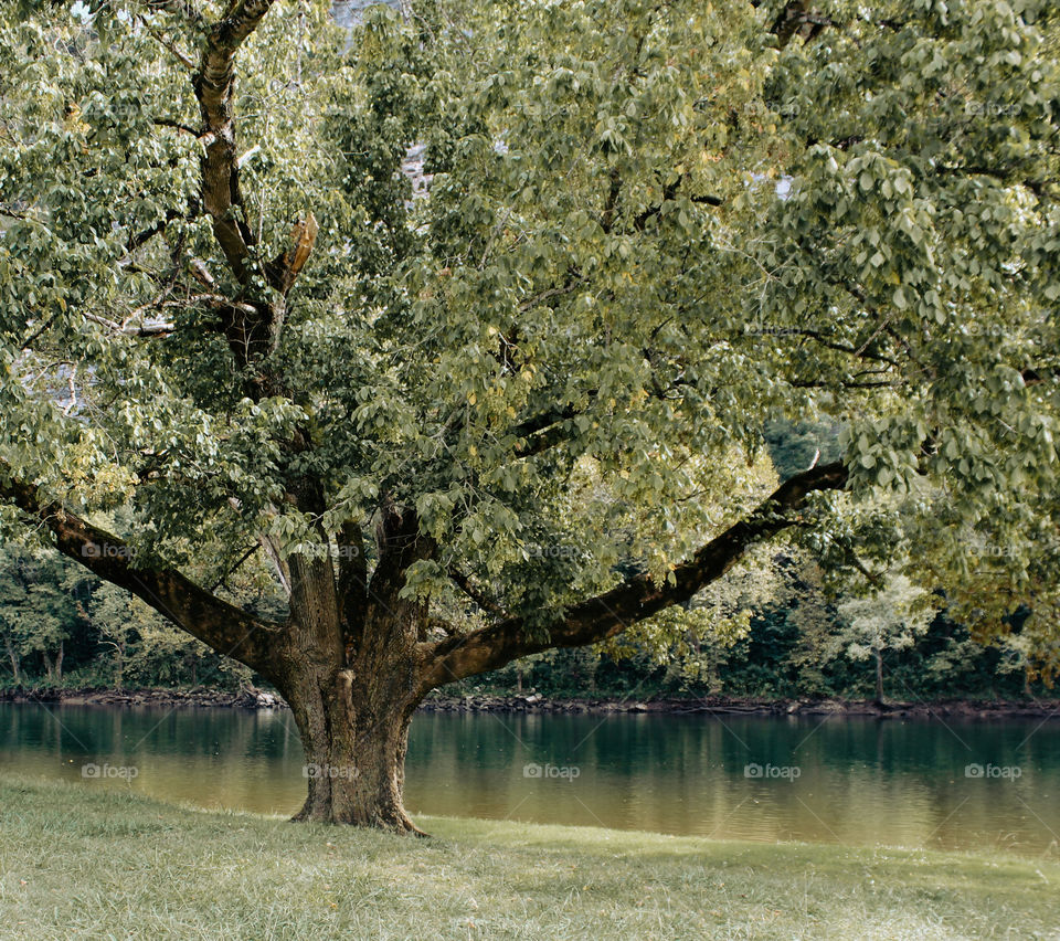 An ancient tree spreading out beside a riverbank in the summer. 