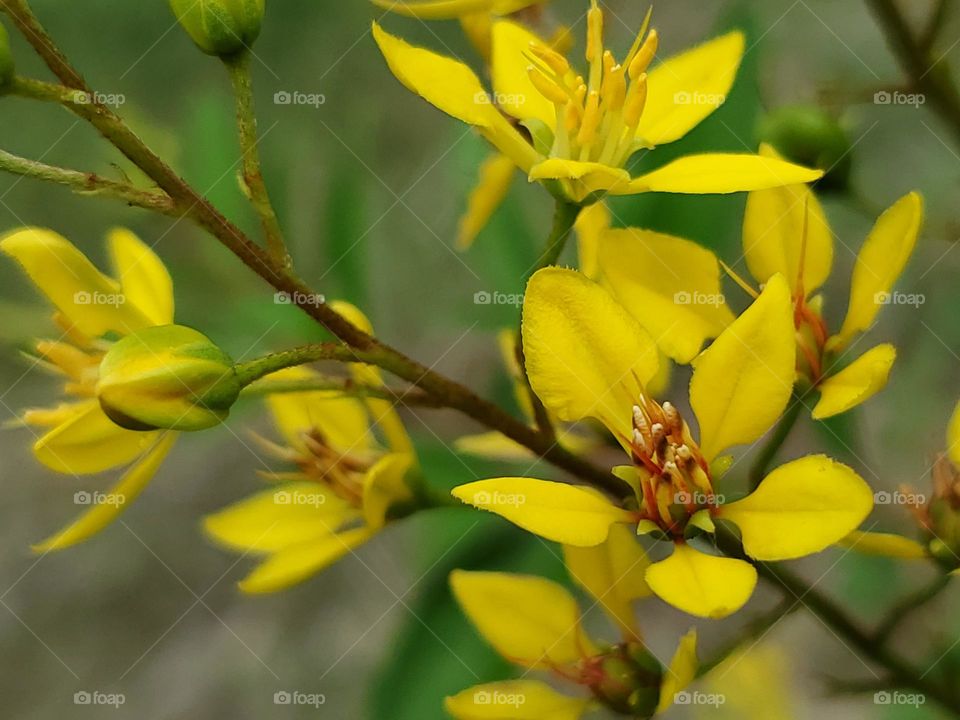 Closeup of yellow shrub flowers