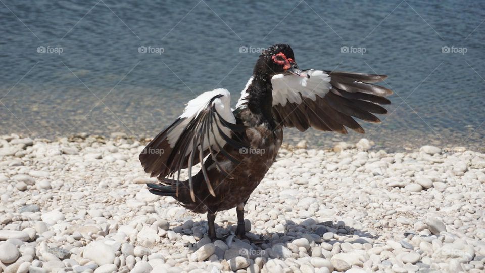 Duck#bird#lake#wind#animal