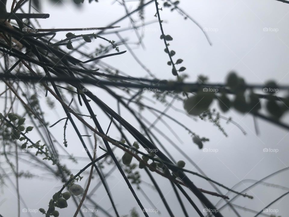 white flowers, flowers, green, sky, twigs, picture of green twigs, plant